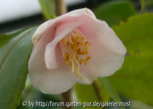 Rosiflora Cascade  märz14.jpg