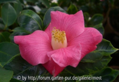 Chinensis variegata märz14.jpg