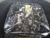 Philadelphus lewisii Germination March 2