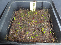 Philadelphus lewisii Germination March 2
