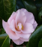 Camelia_Hagoromo_14-1.jpg