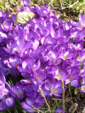 Krokus-Gedrängel_14-1.jpg