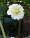 Helleborus-SnowFrills_Sämling1_14-1.jpg