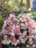 Helleborus-PinkFrost_14-3.jpg