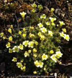 Saxifraga_LeoGordonGodseff-012-1.JPG