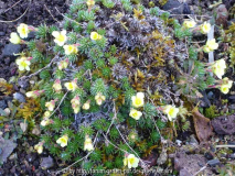 Saxifraga_LeoGordonGodseff-14-1.JPG