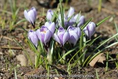 C. vernus 'King of Striped'