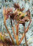 Paeonia-rockii_14-1.jpg
