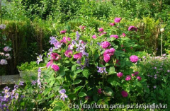 Reine des Violettes, Remontanthybr