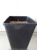 Carya illin Pot