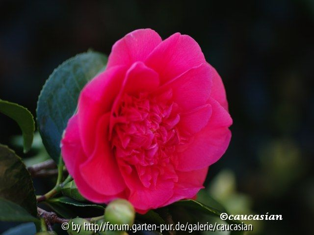 Camellia jap. Elegans