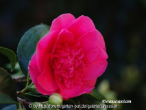 Camellia jap. Elegans