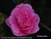 Camellia jap. Can  Can