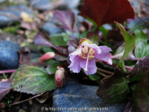Shortia uniflora Nagoja 93