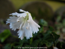 Shortia uniflora alba