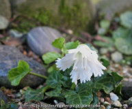 Shortia uniflora alba