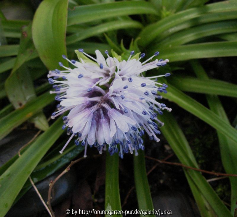 Ypsilandra thibetica 2014