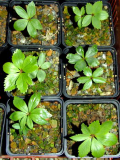 Helleborus thibetanus