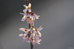 abeliophyllum distichum roseum2