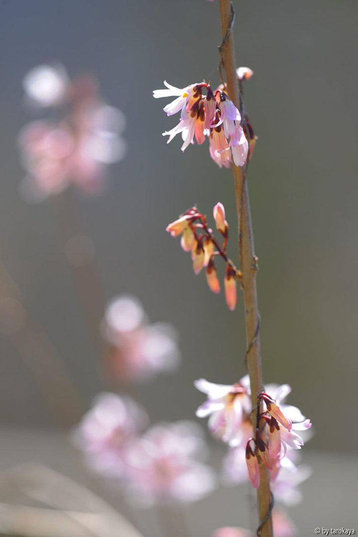 abeliophyllum distichum roseum