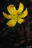 Eranthis cilicicus 20140307.jpg
