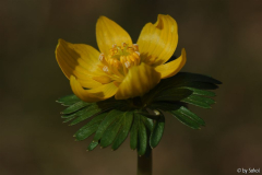 Eranthis longistipitata 20140223 (4).jpg
