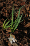 Sternbergia candida 20140224.jpg
