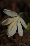 Sternbergia candida 20140224 (7).jpg