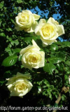 Elfe, Kletterrose