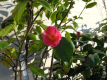 Koto-no-kaori 10_3_1.JPG