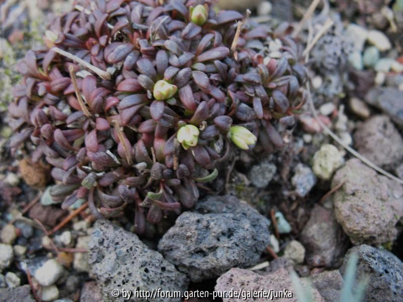Diapensia lapponica 10.3.14.