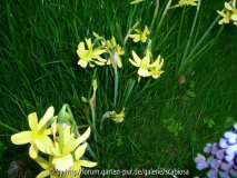 Narcissus triandrus 'Hawera'
