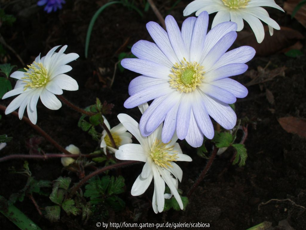 Anemone blanda, riesig 10.03.2014