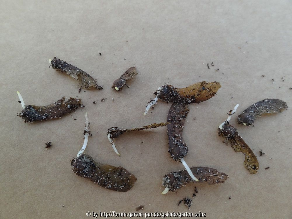 Acer palmatum Germination March 2014