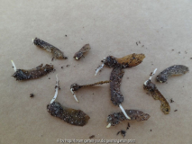 Acer palmatum Germination March 2014