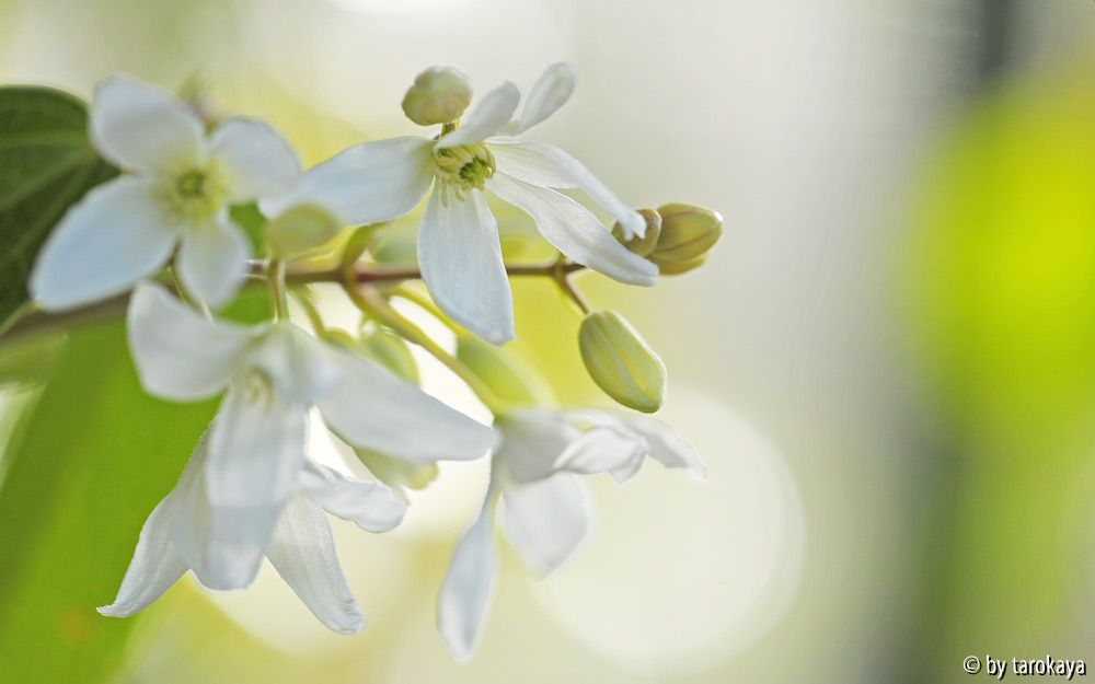 clematis armandii mär14