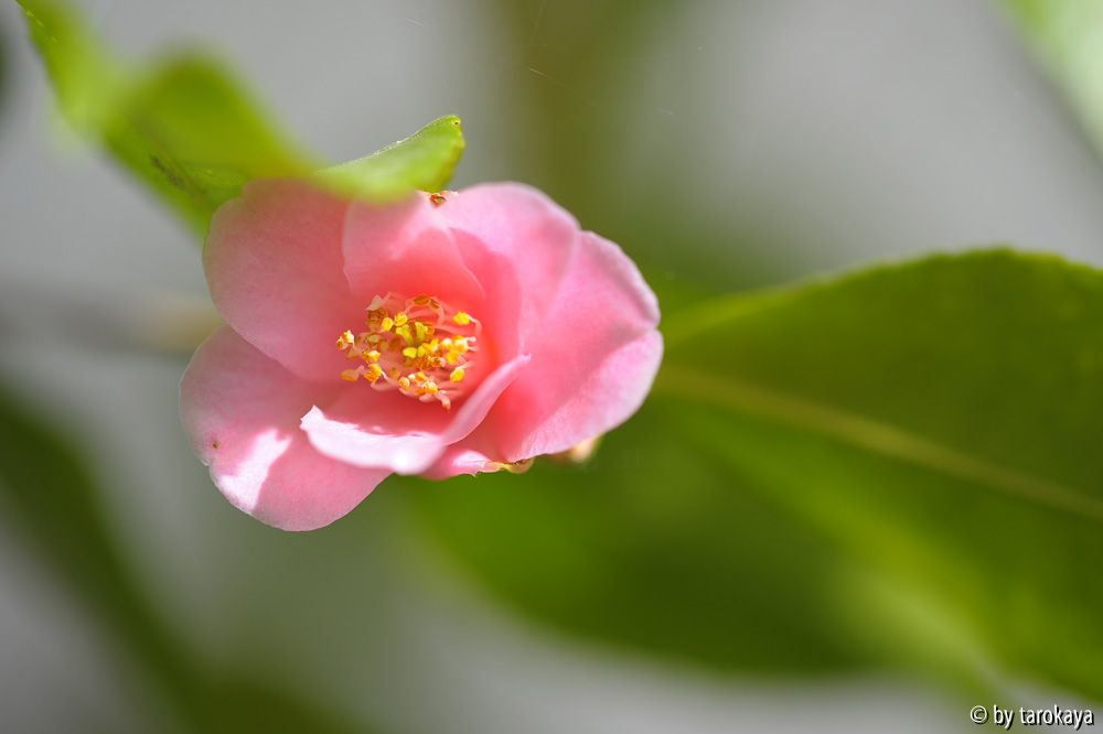 C.rosaeflora2 mär14