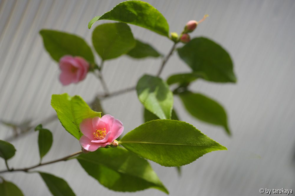 C.rosaeflora mär14