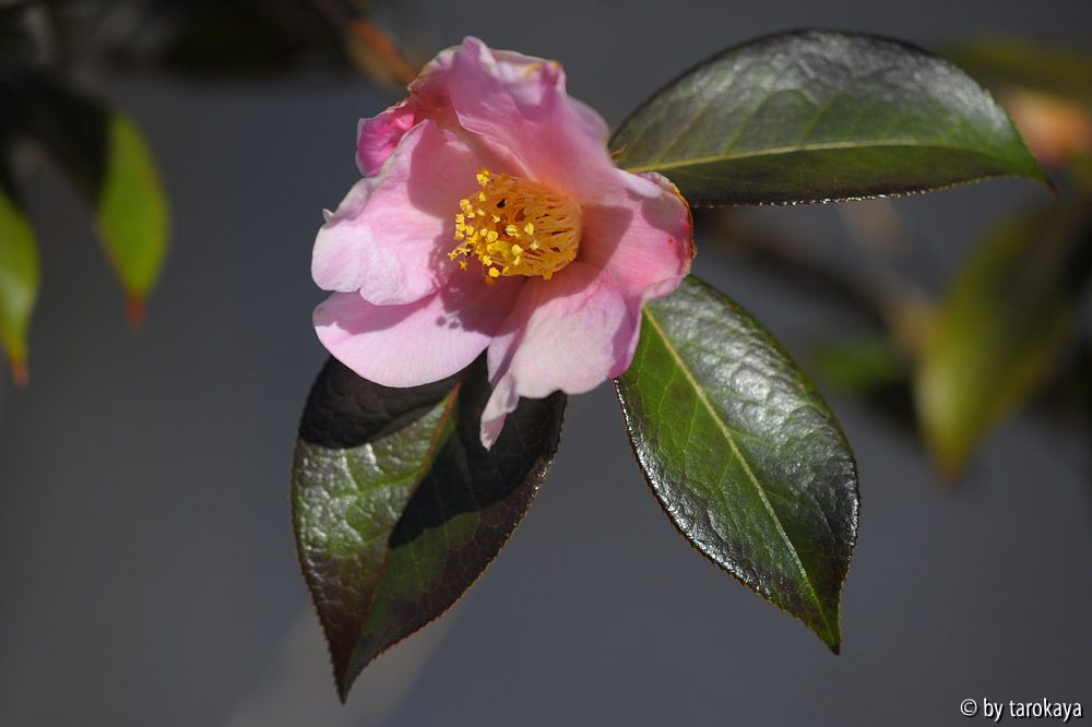 C.pitardii mär14