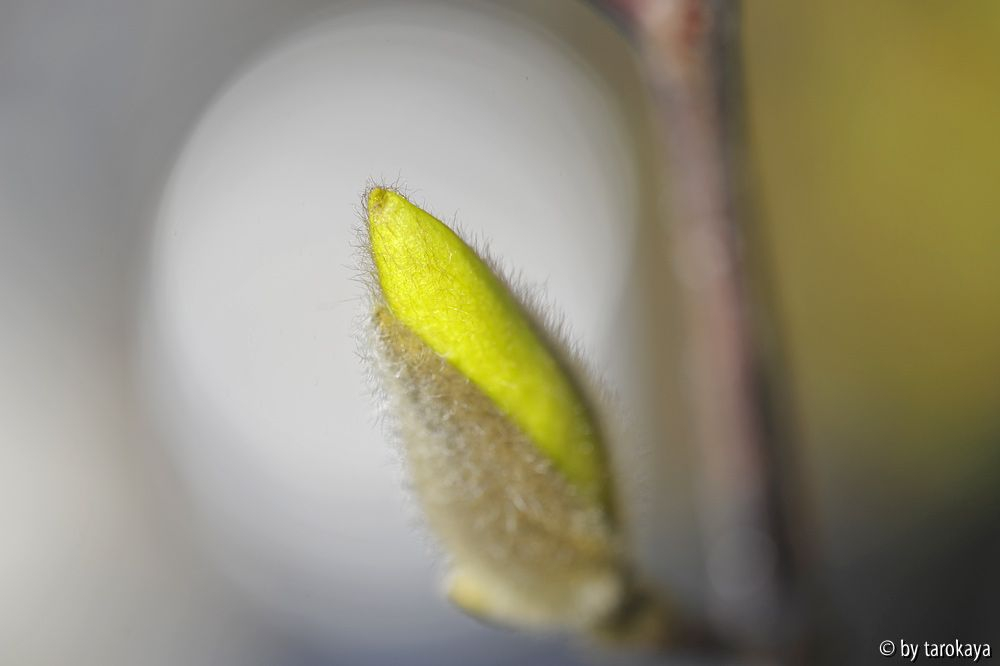 '
