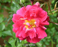 Unbekannte Kletterrose