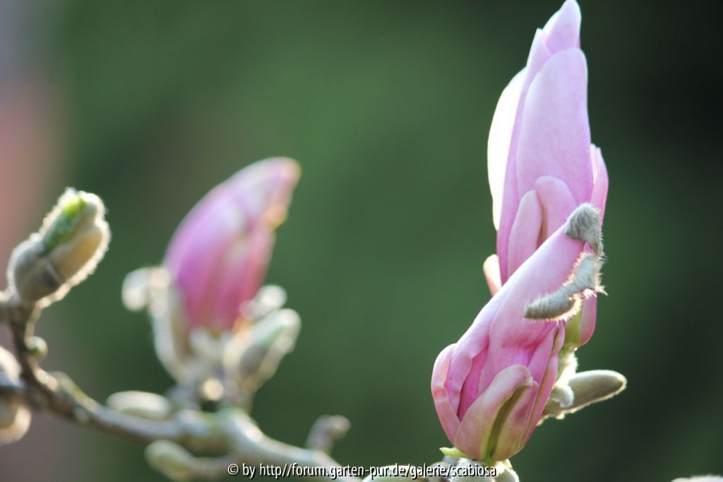 Magnolie, Knospe rosa