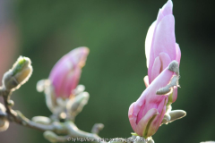 Magnolie, Knospe rosa