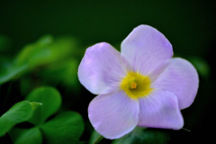 O. eckloniana