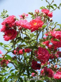 Kletterrose wächst in den Himmel