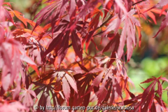 Acer palm.