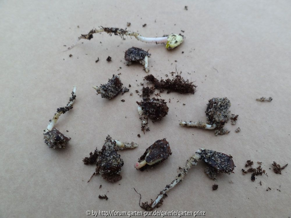 Fagus Sylvatica 2 Germination March 2014