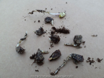 Fagus Sylvatica 2 Germination March 2014