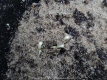 Fagus Sylvatica 12 Germination March 201