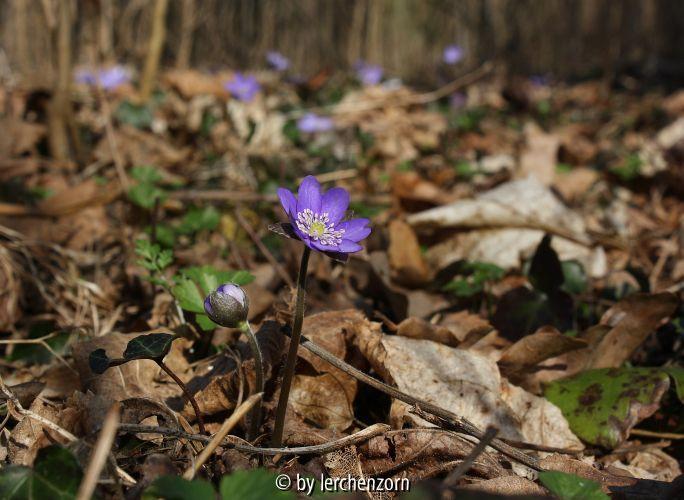 Hepatica nobilis